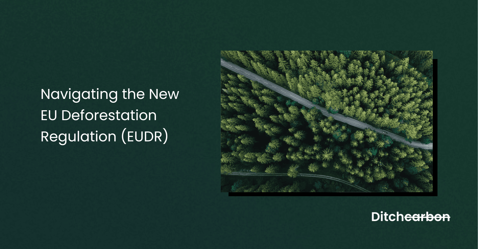 Navigating the New EU Deforestation Regulation (EUDR): All you need to know